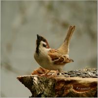 ����� ��� ����������