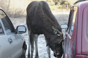 ������ ������� �������� ���� � ������ ��������