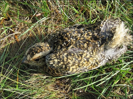 � ��������� ����������� ������� ����� ���� � ������