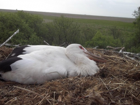 ���������� � ���������� ���������� �����������