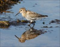 Dunlin_424