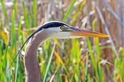   ( Ardea cinerea)