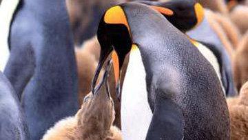 �������� ��  �������� �� 80 ��� ������ ������������ ��������