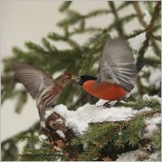 ����� vs �������