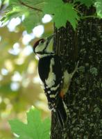 ���������� ���