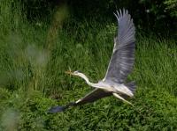 ����� �����