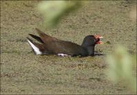 ��������� � ��������