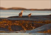 � ������� �������