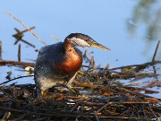 900_IMG_9315_grebe3.jpg