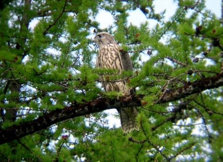 ��  �������� ������ ��������� ������� �������� 