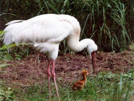 ���� ������� ��������� ����������� �������