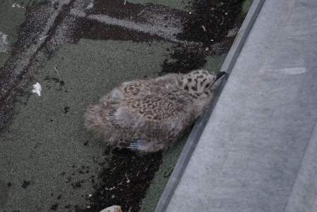 ������� ���� �� ����� ������� � ��������.