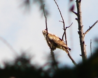 �������� ������