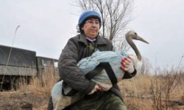  ���������� ���������� �������� �������� � �������