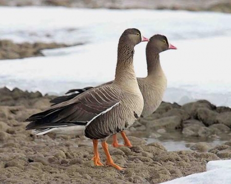 ������� ����� - ���� �����!,