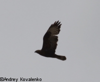 ���������_4