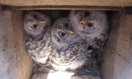 ������ ����