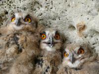 ������������� ���