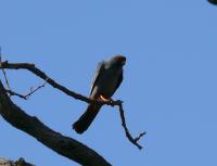 ���������� ���