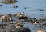   (Charadrius hiaticula)    