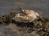 Dunlin_478
