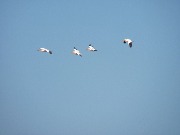 ������� ��������. �������� "�����-������", ������ 2016.