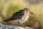  (Calidris alpina)