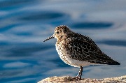  (Calidris alpina)