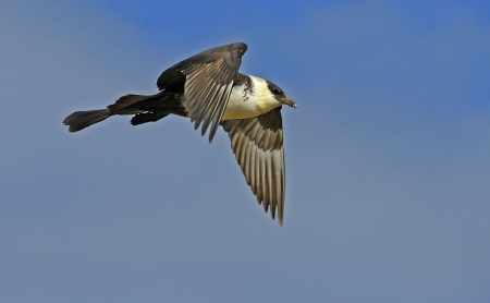 ���������� ������� 25 ����� ����� ���