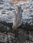 ��������� �������