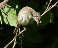 ������ ���������