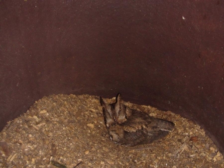 ��������� ��� ����������� �����