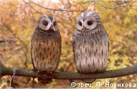 ��� �������