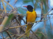 Oriolus xanthornus  (Linnaeus, 1758)	Black-hooded Oriole
 