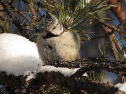 ��������� (�������� ������)