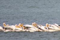 ��������� ������