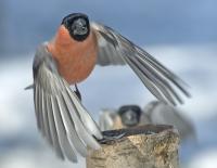 ����������:   	 3271
������������ �������, Bullfinch, Pyrrhula pyrrhula.
04 ������ 2006 �., ������������� �-�, ����.���.