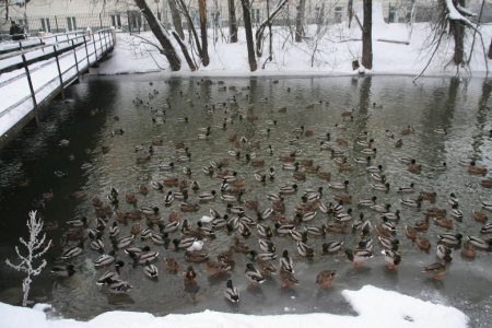 ���������� 29-�� ��������������� ����� �������� ������������� ���� 20 ������ 2013 ����.