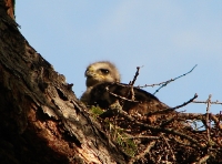 ������ ����������� ����������