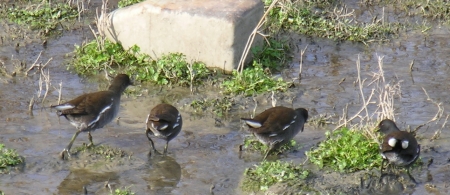 ������������ ����� ���� � ���������