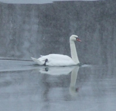 ������ ����������� � ����������� �������