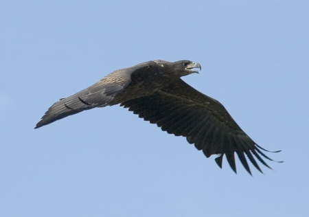 �  ���� ��������� ������-����������