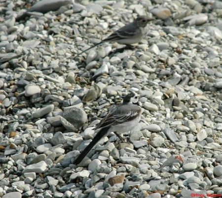 ���������� �� ������ ������ ����� ��������� �� �������