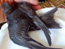 � ������� ������� ���� ����� � ������ ������