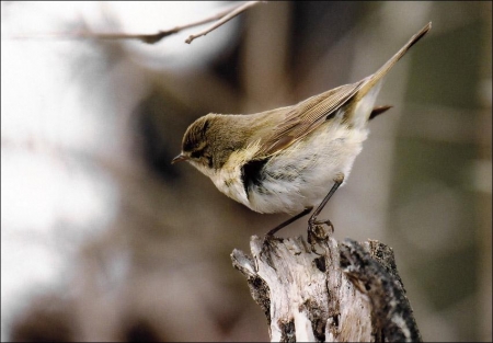 ����� � 2011: ���� �� ����. 17 ������