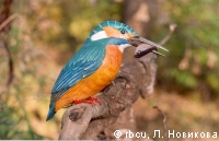 ����� - ������� ���������