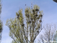 ��������������� ���., �. �������