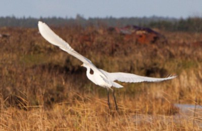 ����������� ������ ����-���������