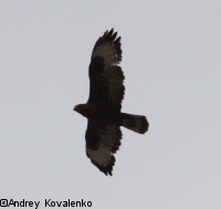 ���������_5