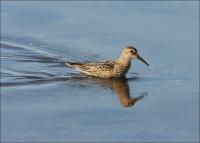 Dunlin_388